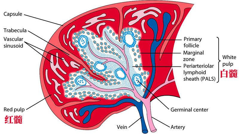 脾脏在免疫系统中有什么作用和功能