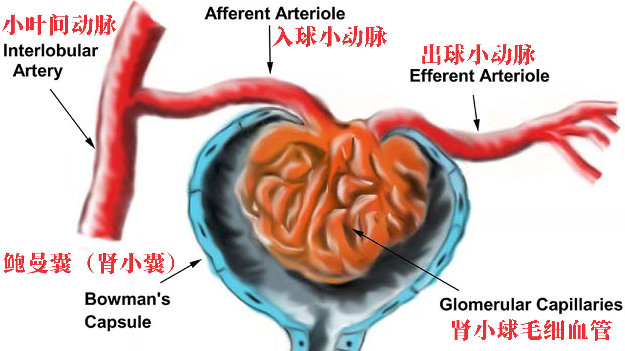 女性肾输尿管结石的主要症状是什么样的